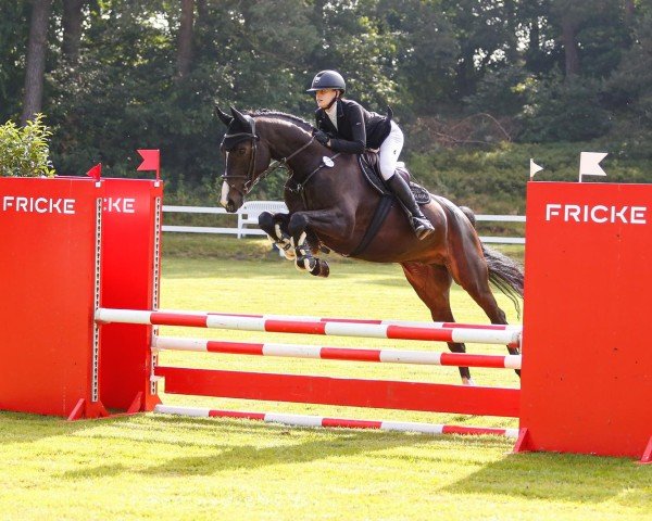 horse Neofan TD (KWPN (Royal Dutch Sporthorse), 2018, from Farfan M)