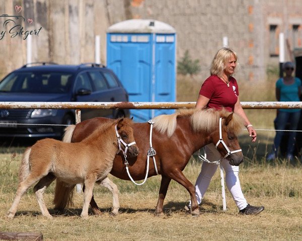 Zuchtstute Rysja aus dem Wendland (Shetland Pony, 2021, von Esteban van de Zandkamp)