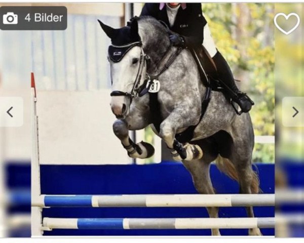Springpferd El Paso (Belgisches Warmblut, 2016, von El Torreo de Muze)