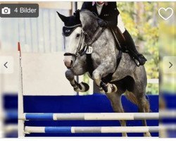 Springpferd El Paso (Belgisches Warmblut, 2016, von El Torreo de Muze)