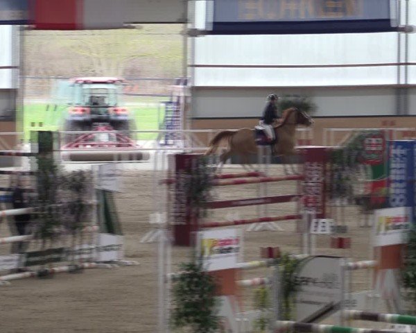 Reitturnier Borken (Hessen) 2025