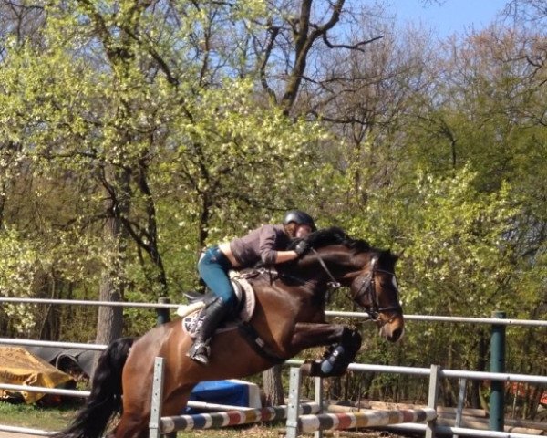 jumper Champ 205 (Holsteiner, 2007, from Chambertin)