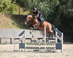 jumper Querida 107 (Holsteiner, 2016, from Quiwi Dream)