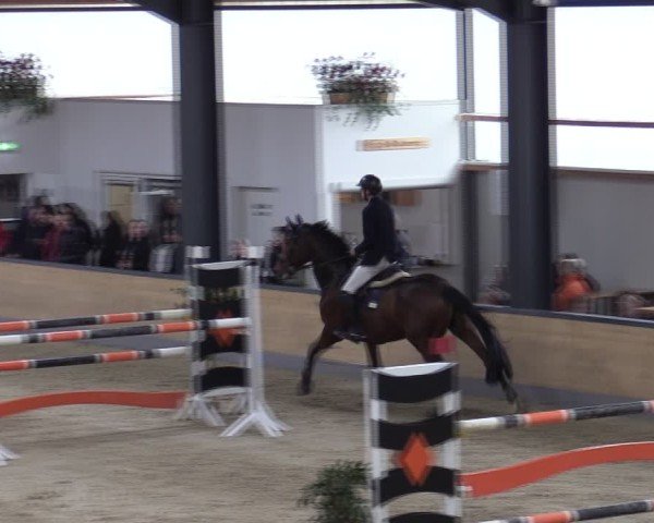 Reitturnier Borken (Hessen) 2025