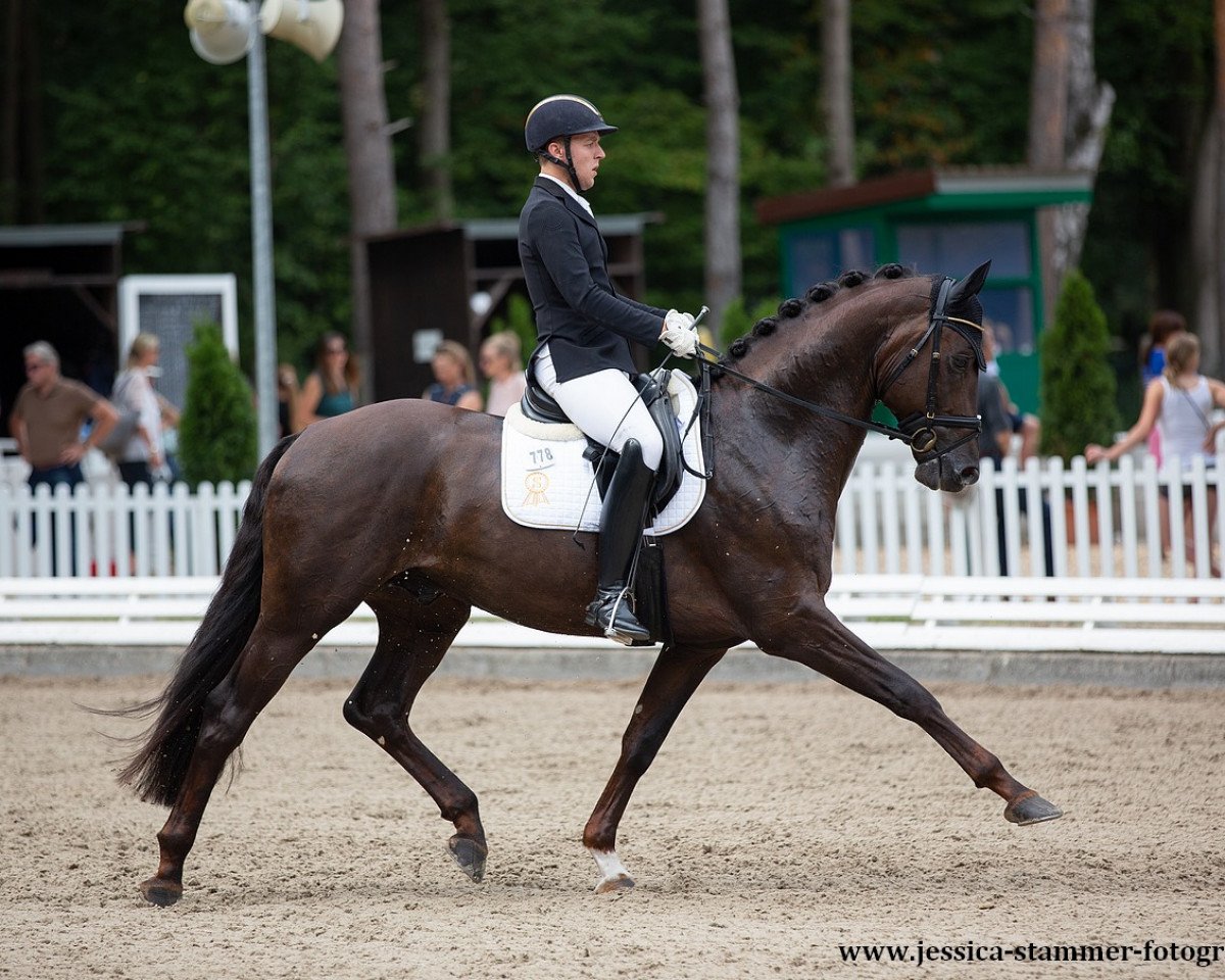 dressage horse Vitosko (Oldenburg, 2016, from Vivaldi)