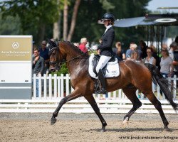 Dressurpferd Sanntino (Oldenburger, 2016, von Sir Donnerhall I)