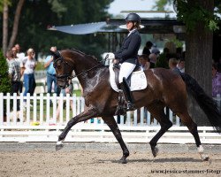 dressage horse San De Niro (Westphalian, 2016, from Serafino 32)