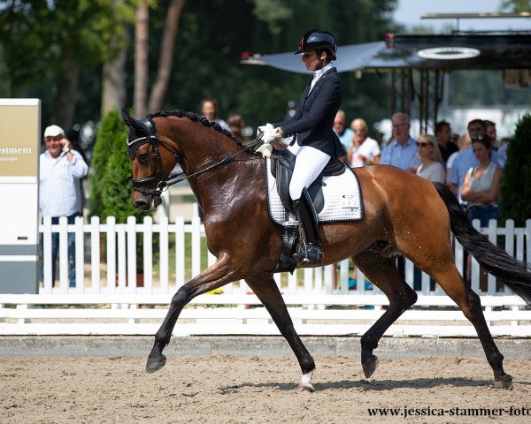 dressage horse Rocket Man 15 (Hanoverian, 2016, from Rocco Granata)