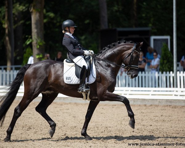 stallion Robert Downey Junior (German Sport Horse, 2016, from Real Grandios)