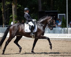 Deckhengst Robert Downey Junior (Deutsches Sportpferd, 2016, von Real Grandios)