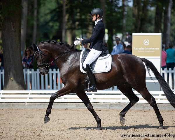 Dressurpferd Maximus 129 (Oldenburger, 2016, von E.H. Millennium) Dressurpferd Maximus 129 (Oldenburger, 2016, von E.H. Millennium)