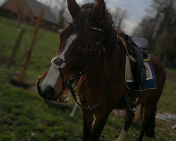 broodmare Charming Pearl (Westphalian, 2012, from Classic Dancer I)