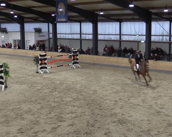 Reitturnier Borken (Hessen) 2025