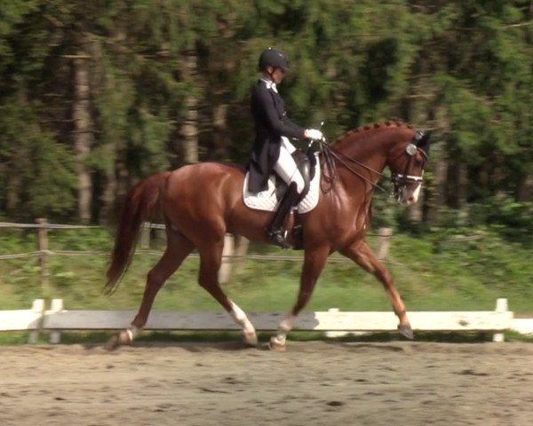 dressage horse Quickstep Dancer 3 (Hanoverian, 2012, from Quaterhall)
