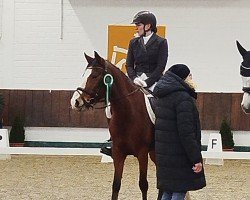 dressage horse Valeska 119 (Pony without race description, 2015)