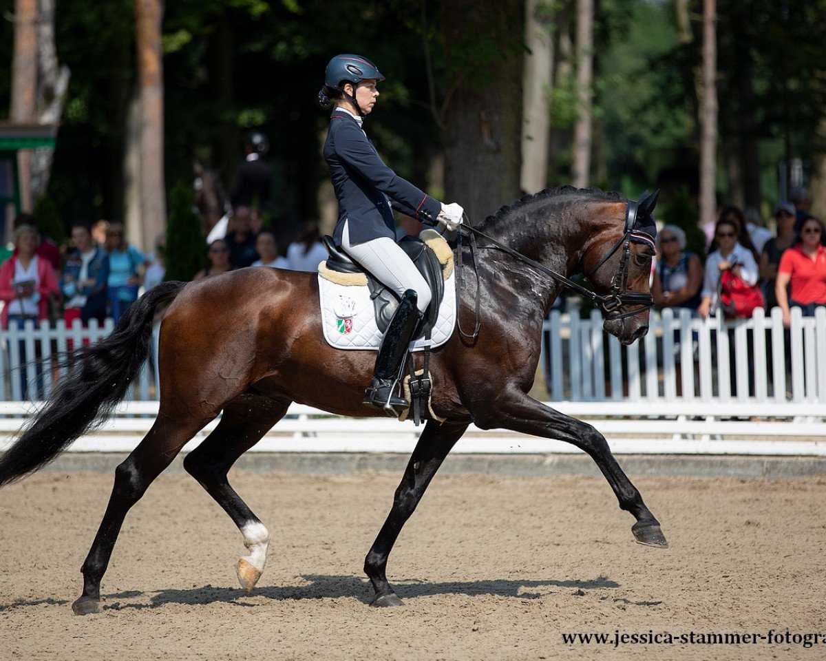 stallion Felissimo (Westphalian, 2016, from Franziskus FRH)