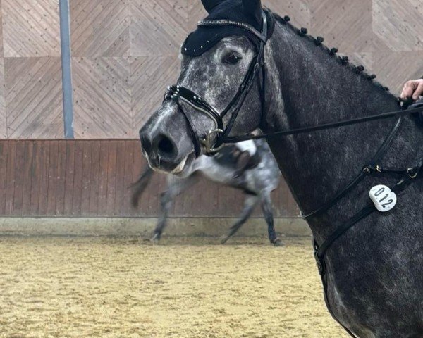 Springpferd Calibo VA (Holsteiner, 2019)