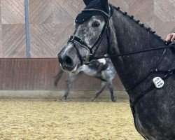 Springpferd Calibo VA (Holsteiner, 2019)