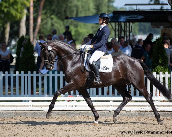 dressage horse Dancing Star 16 (Hanoverian, 2016, from Dancing World)