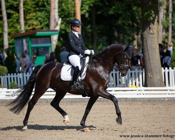 dressage horse Diafys OLD (Oldenburg, 2016, from DeLorean)