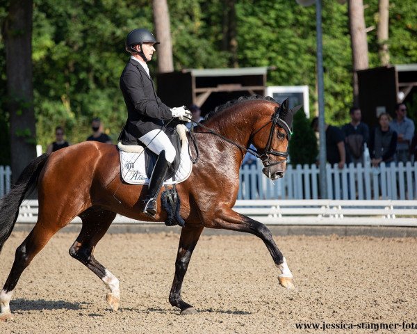 stallion Bon Vivaldi NRW (Westphalian, 2016, from Callaho's Benicio)
