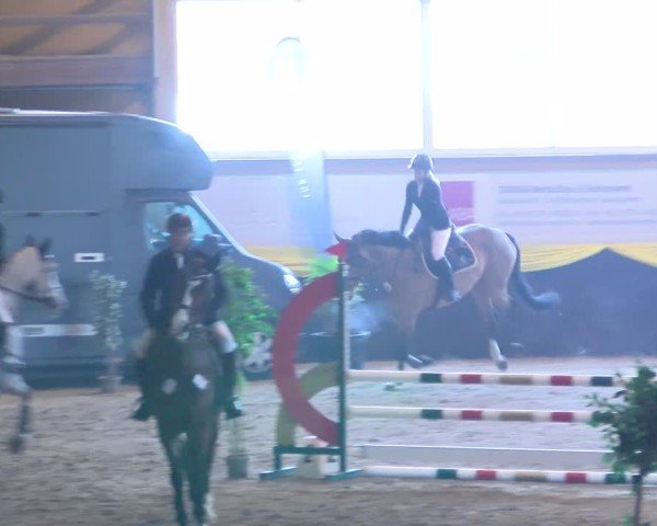 Reitturnier Boll 2025