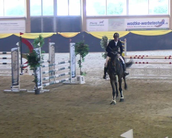 Reitturnier Boll 2025