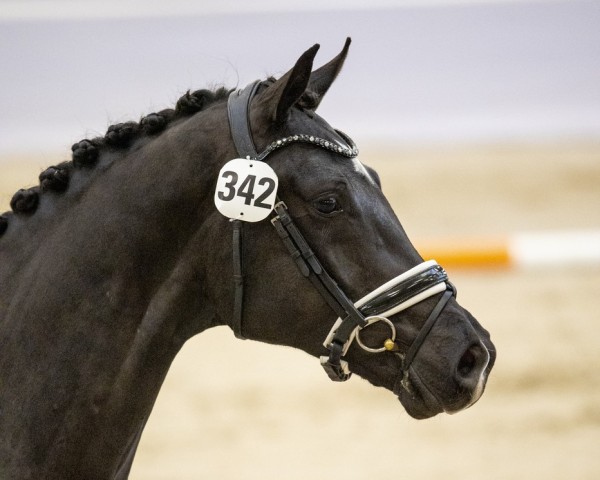 horse Stanfield MH (KWPN (Royal Dutch Sporthorse), 2022, from For Romance I)