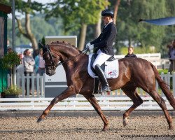 stallion Diaton FRH (Hanoverian, 2016, from Dimaggio)