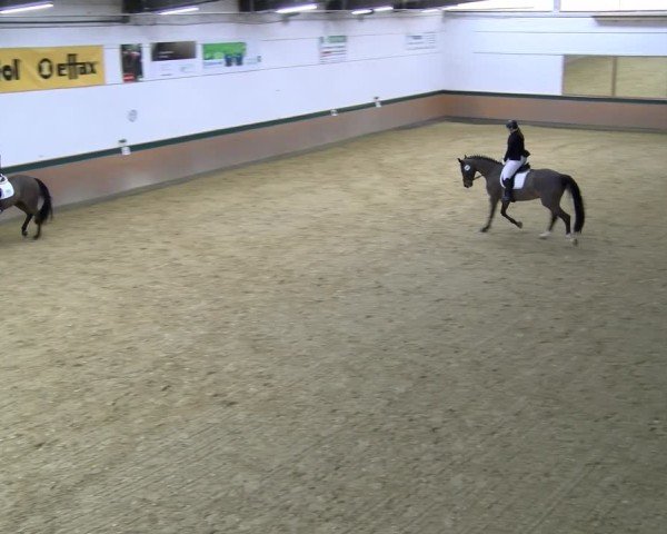 Reitturnier Laer 2025