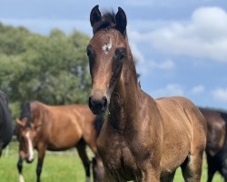 horse Stute von Feliciano / Sandro Hit (Oldenburg, 2023, from Feliciano)