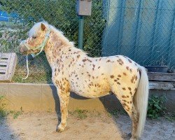 horse Sioux van Stalmiraculix (Dt.Part-bred Shetland pony, 2016, from Daydream Storm)