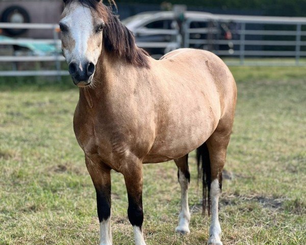 broodmare Moorwegs Alina (Welsh mountain pony (SEK.A), 2009, from Weston Mr. Model)