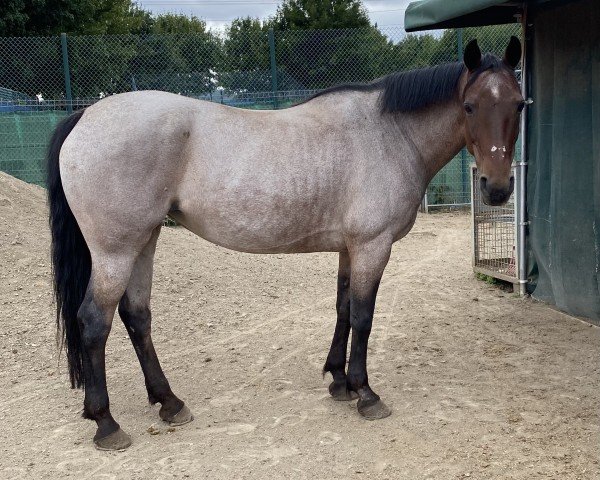jumper Darcy's Roan Lilly (Arabian, 2011)