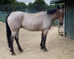 jumper Darcy's Roan Lilly (Arabian, 2011)