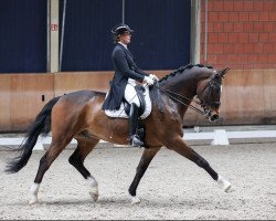 Dressurpferd Saphir 429 (Rheinländer, 2010, von San Amour I)