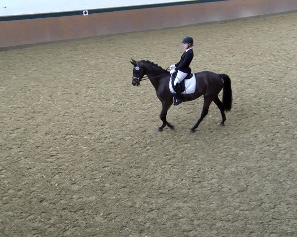 Reitturnier Laer 2025