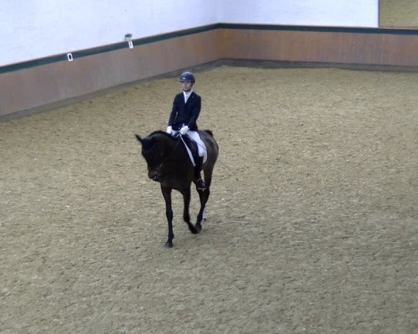 Reitturnier Laer 2025