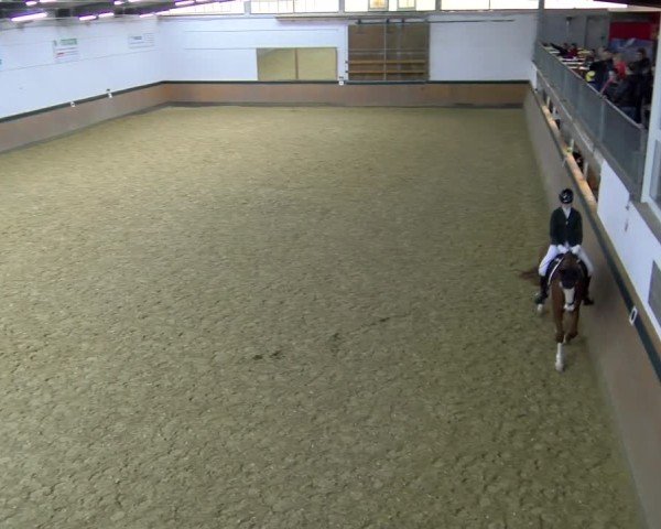 Reitturnier Laer 2025