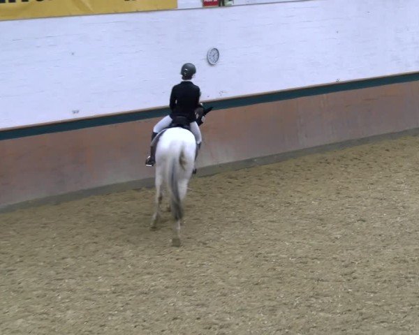 Reitturnier Laer 2025