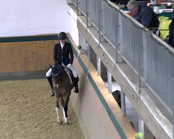 Reitturnier Laer 2025