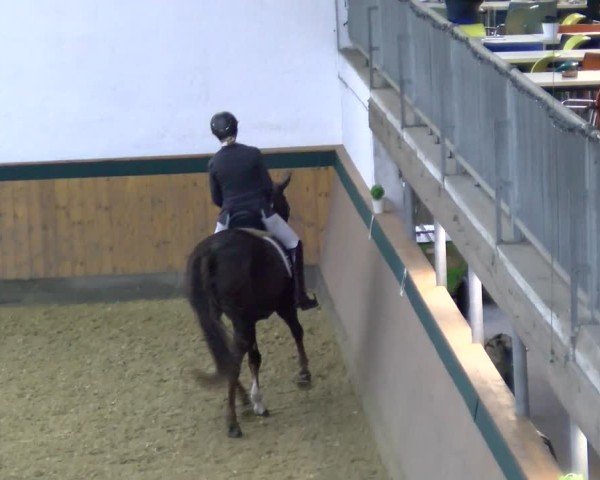 Reitturnier Laer 2025