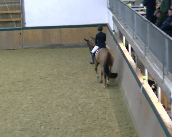 Reitturnier Laer 2025