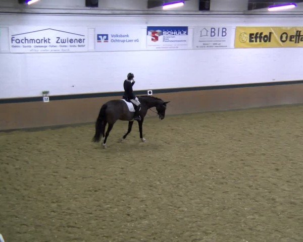 Reitturnier Laer 2025