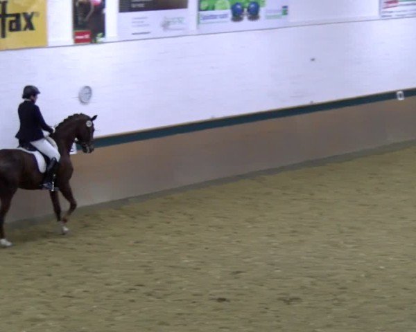 Reitturnier Laer 2025