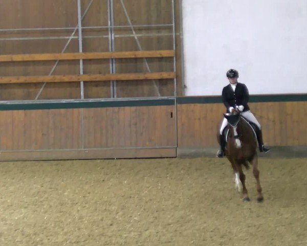 Reitturnier Laer 2025