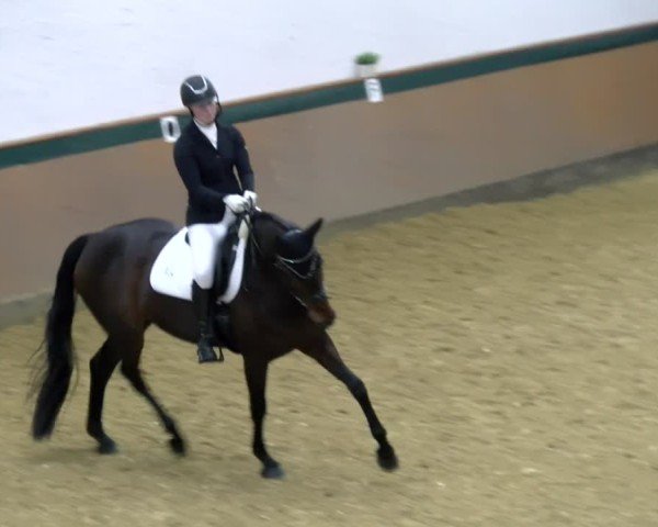 Reitturnier Laer 2025