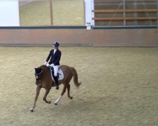 Reitturnier Laer 2025