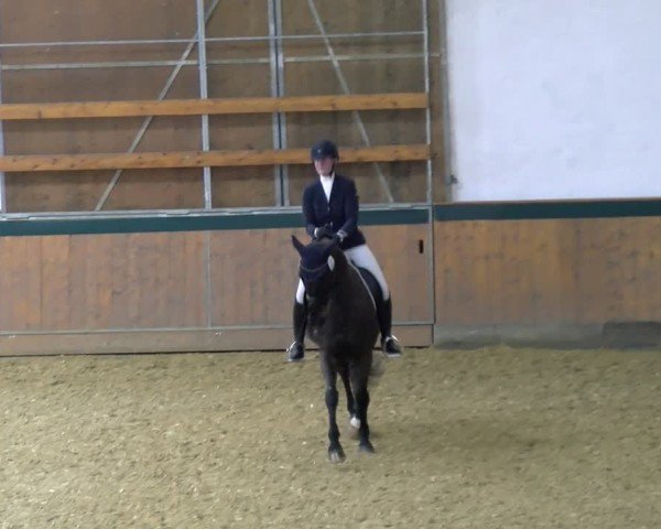 Reitturnier Laer 2025