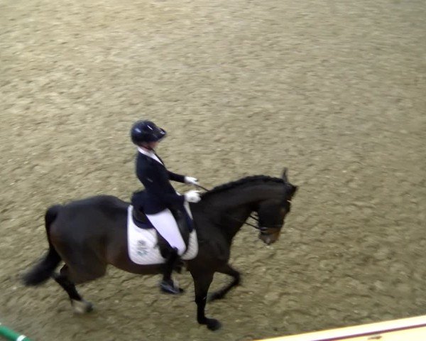 Reitturnier Laer 2025